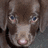 Pixelated dog face with brown fur and blue eyes, cyan text reading FUDGIE WUDGIE BEAR! on black background.