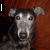 A pixelated dog with gray and black fur, brown eyes, and a brown background appears in four with changing text overlays