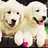 Two golden retriever puppies sit side-by-side with open mouths and pink tongues, one holding a small red heart-shaped object.