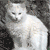Animals icons for AIM, MSN, MySpace and Yahoo