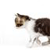 Pixelated image of a dog with brown and white fur, head turned left, standing on a white background.