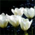 Pixelated static image of a white and yellow object with dark accents against a black background.