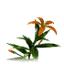 A contact sheet of seven animated frames showing a stylized orange lily with green leaves against a white background, arranged in a 3x3 grid with one frame missing.