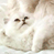 Animated contact sheet showing two frames of a white cat with brown markings and a blue background containing "CoolBuddy.com" text.