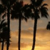 Silhouetted palm trees against a gradient sky transitioning from warm orange to pale gray at dusk.