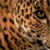 Animals icons for AIM, MSN, MySpace and Yahoo
