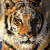 A pixelated tiger face occupies the left half of a split-screen image, with green text reading "Original Icons .com" on the right side against a dark background.