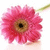 A static pixelated image of a pink flower with layered petals, brown center, and green stem against white background.