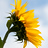 Flickr: The Help Forum: Can't see any images (China June 7th 12.30pm) 中国－看不见图片