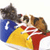 A static image shows two cats interacting on a colorful striped background with blue, yellow, and red sections.