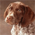 Static pixelated image of a dog's head and upper neck in profile view against a solid brown background.
