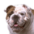 Animated contact sheet showing two frames of a bulldog's face with tongue out and one frame featuring text on a blue background.