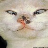 A close-up of a light-colored cat's face with a small dark insect on its nose, eyes squinted in a side-eye expression.