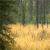 Pixelated forest scene with tall dark trees and a bright yellowish ground area under a muted sky.