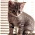 A 50x50 pixel animated buddy icon featuring a tabby kitten on the left and green text reading "Original Icons .com" on the right, displayed as a contact sheet with two frames.