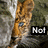 A pixelated animal head with blue eyes appears in four , with text changing from 'Not' to 'Your' to 'Kitty' across the