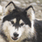 Pixelated husky dog face with black and white fur, positioned above text reading 'They Rock You're' on a black background.