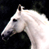 A 2x2 contact sheet of a white horse animation with one frame showing text on a blue background.
