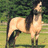 A pixelated horse stands in a grassy field with trees in the background, surrounded by pink pixelated text and patterns on a light pink background.
