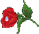 Red rose with green leaves and stem, featuring a blue teardrop-shaped element that changes color from light blue to purple across frames.