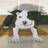 Pixelated static image of a dog with white, black, and brown fur standing on a light-colored surface against a blurred background.