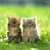 Animals icons for AIM, MSN, MySpace and Yahoo