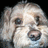 Pixelated close-up of a light-colored dog's face with dark eyes and nose, set against a black background.