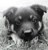 Static grayscale image of a dog's head with dark fur and light eyes, positioned slightly left of center against a gradient background.
