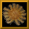 Nine square with golden borders display a central brown coral-like shape on black backgrounds, with yellow text appearing in specific