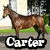 A horse stands in profile on a paved path with green grass and trees behind it, overlaid with text labels.