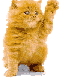A fluffy orange cat stands upright on two legs with one paw raised, positioned against a plain gray background.