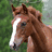 Brown horse with white blaze on face, green foliage background, red text overlay reading "I LOVE PEANUT BRITTLE!" in pixelated font.