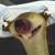 A pixelated close-up of a light brown animal with a dark brown patch over one eye, mouth open showing teeth, and a small ear visible on the left side.