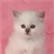 Pixelated image of a light-colored cat with dark eyes and nose against a pink background.