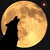 Four of a wolf silhouette howling at a full moon with changing symbols and text