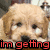 A four- of a light brown puppy with white markings, each showing text in different colors and positions