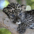 Pixelated image of a spotted big cat on a stone surface with text about big cat conservation on a dark blue background.
