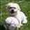 Pixelated image of a white dog with dark facial features against green background, appearing as static icon.