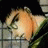 A 48x48 pixel animated buddy icon featuring a cartoon character with light brown hair and green clothing holding an orange flower, alongside text reading "Anime IM" and "com" on a black background.