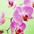 Pixelated image of pink orchid flowers with red centers on a light green background, rendered in a low-resolution style.