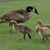 A static pixelated image shows three geese on green grass, with one adult goose and two smaller goslings standing close together.