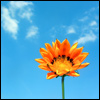 A sunflower with orange petals and a yellow center stands against a bright blue sky with scattered white clouds.