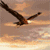 Animated sequence of a bird in flight against a cloudy sky, showing four distinct wing positions from outstretched to folded.