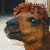 Animated sequence of a llama's head with changing facial expressions and text overlays on black backgrounds.