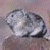 Static image of a gray rodent-like animal on left, green text 'Original Icons .com' on right.