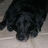 Pixelated image of a black dog with pink text overlay reading 'what was that?mi dog o it looks like ur bro' on a light gray background.