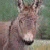 A pixelated image of a light brown donkey's head with ears perked up, positioned next to green text reading 'Original Icons .com' on a dark background.