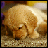 Pixelated dog with light brown fur, head lowered in a downward gaze on textured ground against shifting background colors.