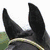 A horse's head with a yellow bridle, brown and green background, and the text 'Tilly' in white at the bottom.