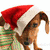 Pixelated dog wearing Santa hat and green striped sweater with red text reading 'Merry Christmas From Dog Fanatics!' on white background.